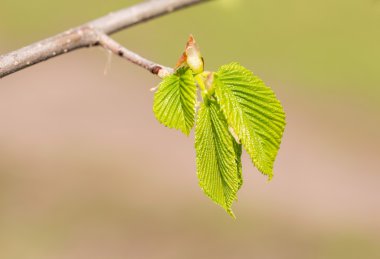 Carpinus Betulus yaprakları