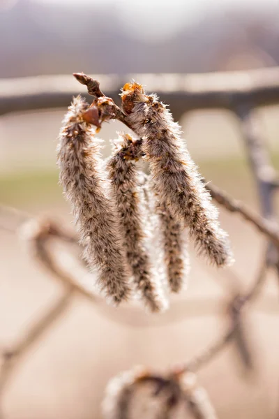 Popolo Alba Catkin — Foto Stock