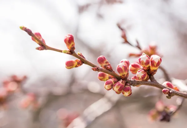 Apple tree knoppar — Stockfoto