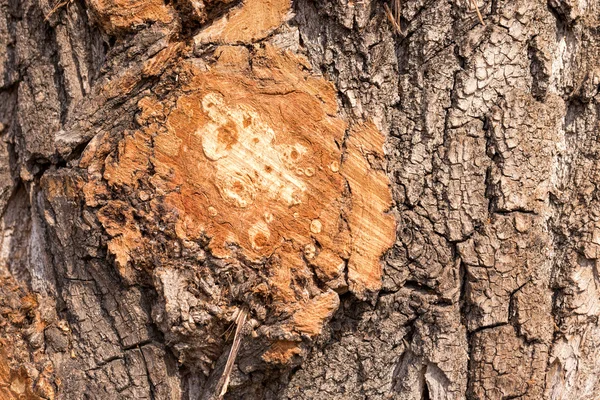Rama cortada en un árbol —  Fotos de Stock