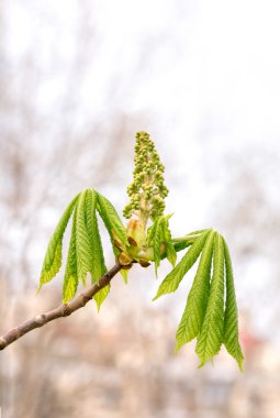 Cestnut yaprak ve çiçek