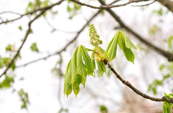 Feuilles et fleurs de châtaignier — Photo