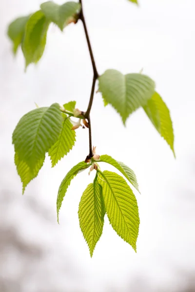 Carpinus Betulus liści — Zdjęcie stockowe