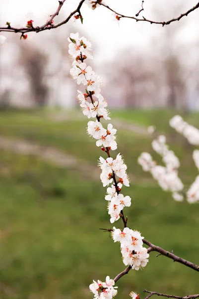 Tender Apricot Flowers — Stock Photo, Image