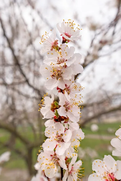 Fleurs d'abricot tendres — Photo