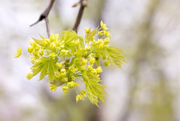 Ahornbaum Blumen und Blätter — Stockfoto