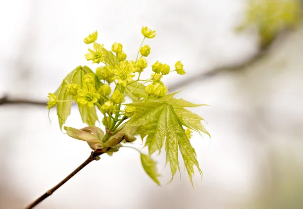 Maple Tree květiny a listy — Stock fotografie