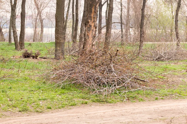 Heap of Cut Tree Branches — Stock Photo, Image