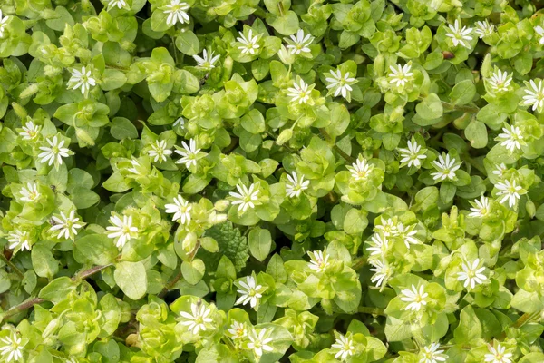 Beyaz Stellaria medya çiçekler — Stok fotoğraf