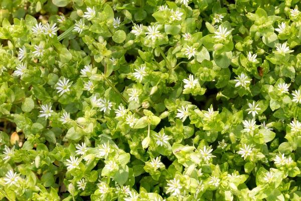 Weiße Stellaria media Blüten — Stockfoto