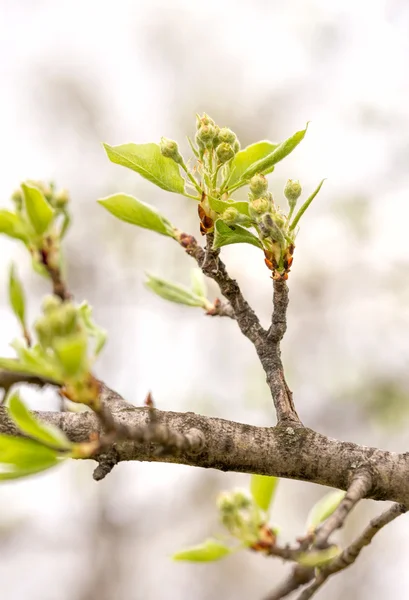 Jolies bourgeons de poirier — Photo