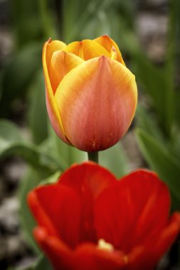 Kırmızı ve turuncu Lale