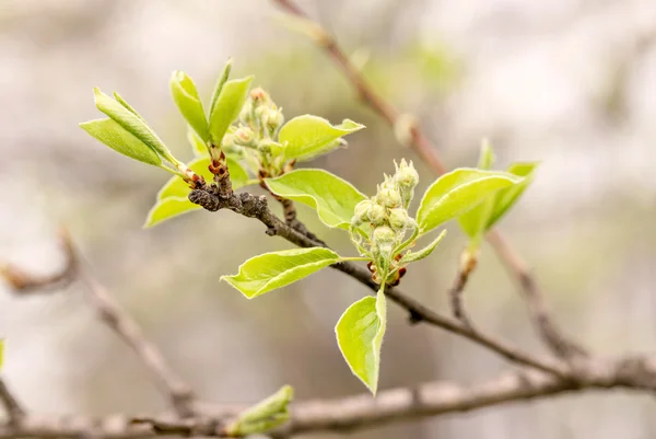 Jolies bourgeons de poirier — Photo