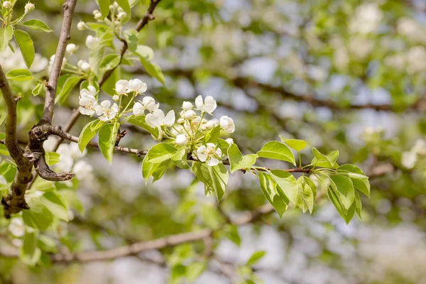 Nice Pear Tree Flores — Fotografia de Stock