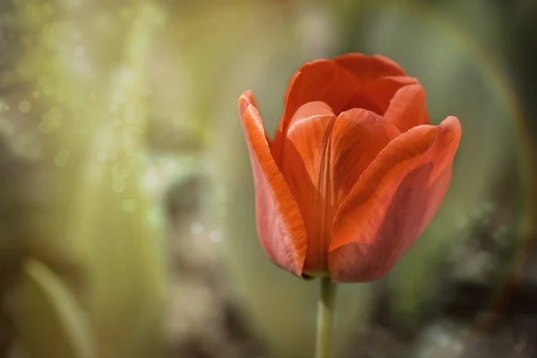 Czerwony tulipan w magiczną atmosferę — Zdjęcie stockowe