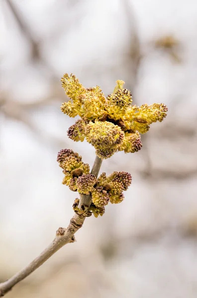 Květiny žluté Fraxinus — Stock fotografie