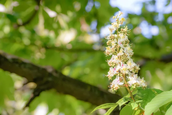 흰색 말 밤나무 꽃 — 스톡 사진