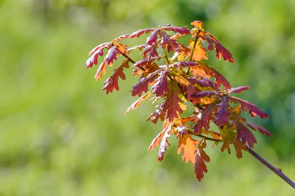 Liści młodych czerwony Quercus Robur — Zdjęcie stockowe
