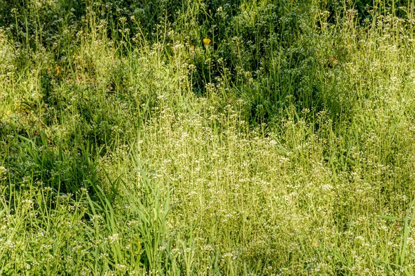 Capsella Bursa-pastoris Flowers — Stock Photo, Image