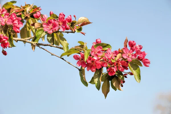 Paraíso maçãs flores — Fotografia de Stock