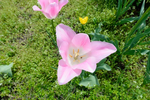 Tulipán rosado vibrante —  Fotos de Stock