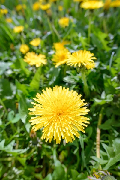 Flores de diente de león amarillo — Foto de Stock