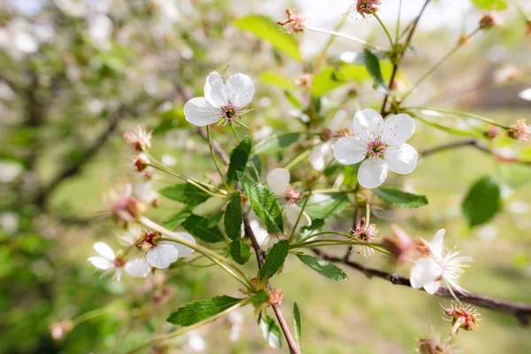 Witte cherry bloem — Stockfoto