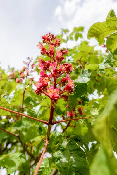 Aesculus x Carnea, ou fleur de châtaignier rouge — Photo