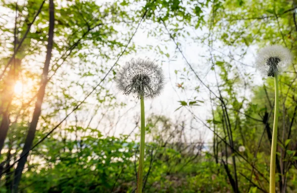 Maskros nära floden — Stockfoto