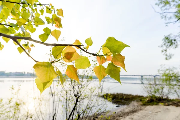 Backlit populier bladeren — Stockfoto