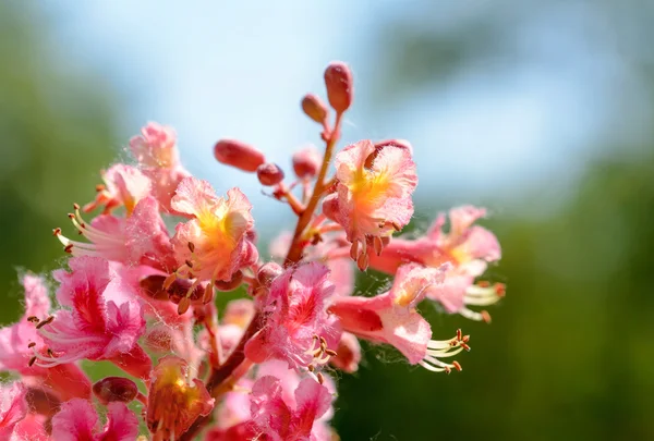 Aesculus x Carnea eller röd hästkastanj blomma — Stockfoto
