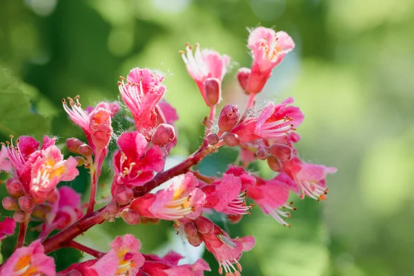 Aesculus x Carnea, o flor de castaño de Indias —  Fotos de Stock