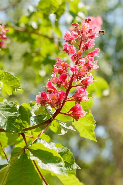 Esculus x Carnea, o Fiore di ippocastano rosso — Foto Stock