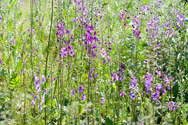 Verbascum Phoeniceum in the Meadow — Stock Photo, Image