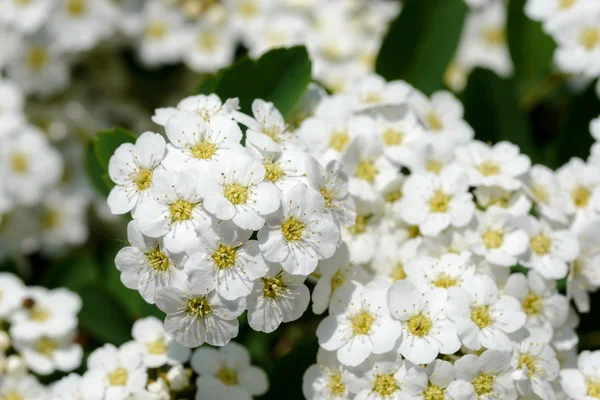Flor de Espiraea Blanca —  Fotos de Stock