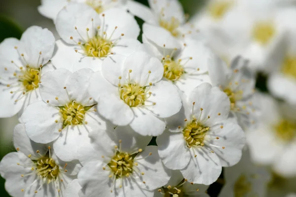 White Spiraea Flower — Stock Photo, Image