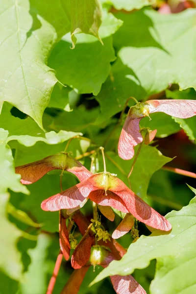 Close Detail Maple Tree Acer Circinatum Red Samara Background Green — Stock Photo, Image