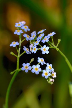 Mavi Myosotis Sylvatica