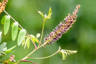 Pembe Amorpha fruticosa çiçek çöl yanlış Indigo, yanlış Indigo-bush ve beyaz ve turuncu stamens polen ve yeni pembe çiçek dolu ile piç indigobush olarak da bilinir
