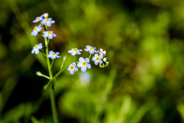 Маленькие Голубые Цветы Myosotis Называется Забыть Меня Весенними Лучами Солнца — стоковое фото