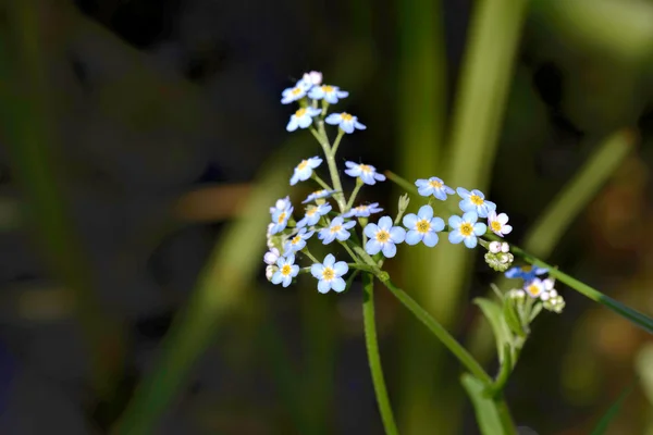 Malá Modrá Myosotis Květiny Nazývané Také Zapomeň Jaře Slunci Paprsky — Stock fotografie