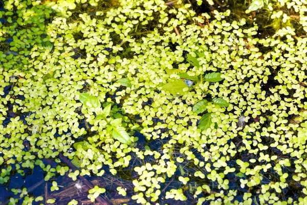 Lemna Minor También Llamada Common Duckweed Lesser Duckweed Lago Final — Foto de Stock