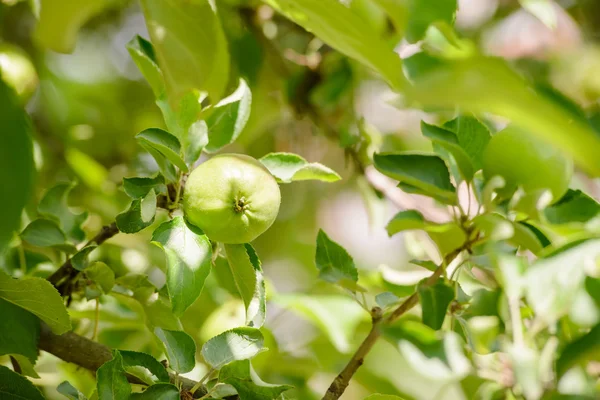 Unga Lilla Vilda Äpplen Trädet Slutet Våren — Stockfoto