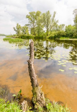 Sazlık ve nilüferler nehre