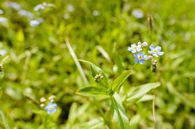 Myosotis Sylvatica çayırda