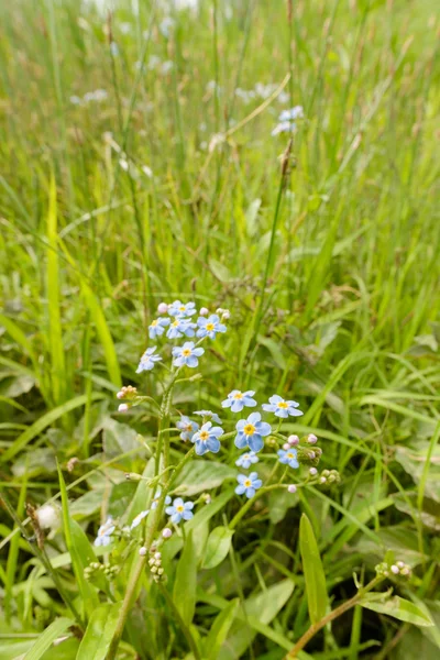 Myosotis Sylvatica nel prato — Foto Stock