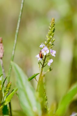 Mor Loosestrife böceği üzerinde bir su Speedwell çiçek