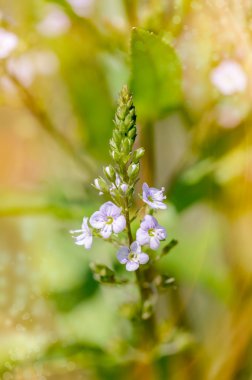 Veronica, su Speedwell çiçek