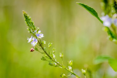 Veronica, su Speedwell çiçek