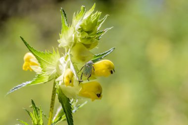 Hoplia Parvula Rhinanthus çiçek